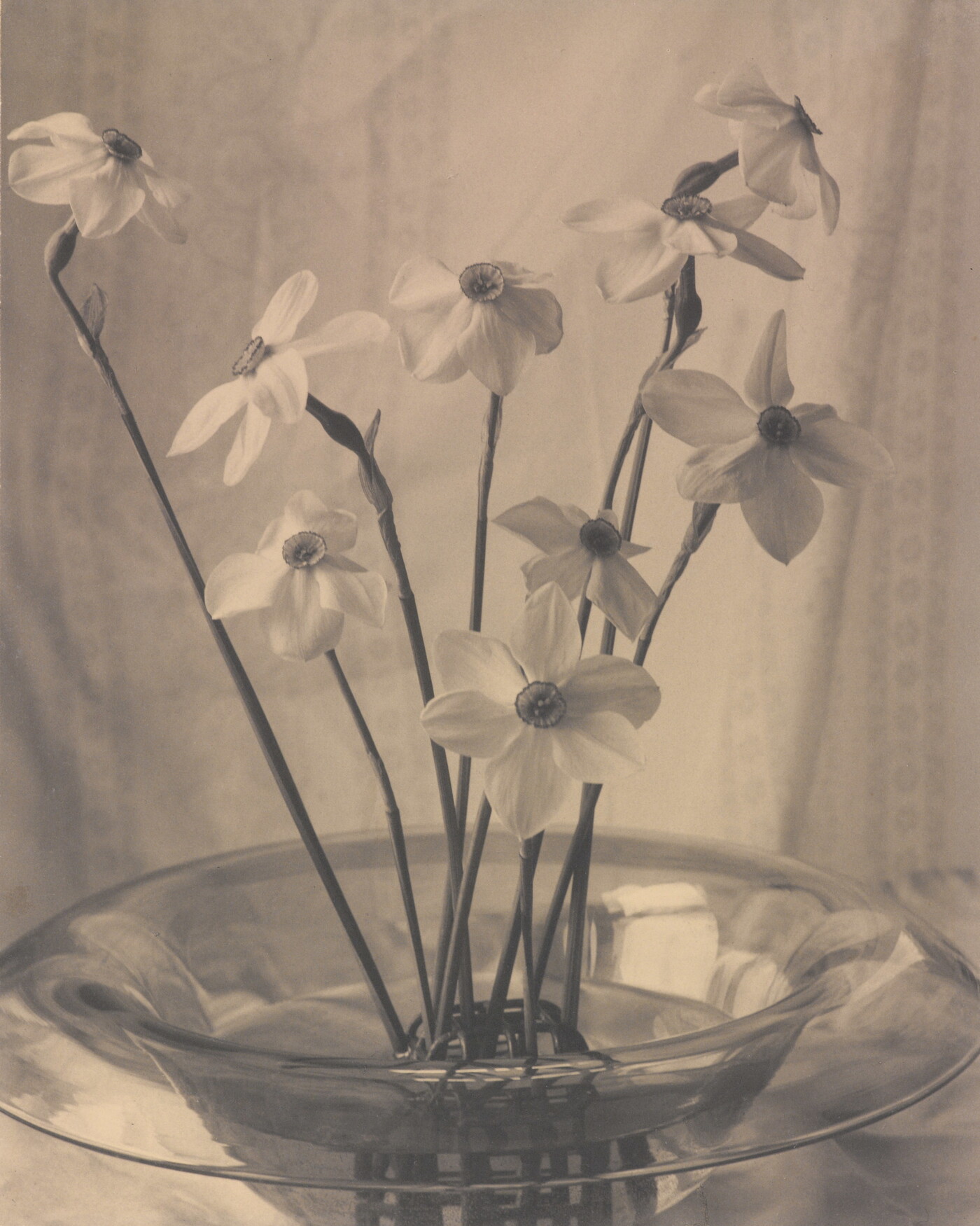 Print, Verso: 
u.l. to c.r. in ink: Narcissus \ 1926 [sic] \ Exhibited \ Brooklyn Institute of Arts & Sciences \ Oct. 1922 [sic] \ Photographic Society of Philadelphia \ Chicago Camera Club. 1929 (Feb) \ Omaha Camera Club \ Photo Pictorialists of Milwauke [sic] 1929 \ California Camera Club May 1929 \ Camera Club of New York. Dec 1-15 1928 \ Hon. Mention 8th Annual Competition American Photography