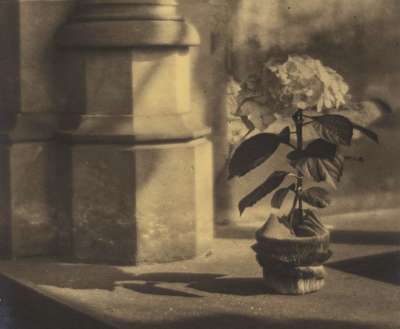 Jaromír Funke ~ Untitled (Hydrangea in blossom in pot), ca. 1920-24 [detail]