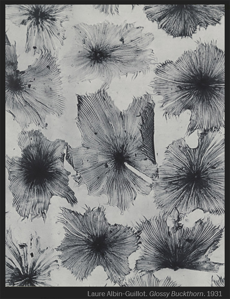 Laure Albin-Guillot :: Glossy Buckthorn (Frangula alnus), from Micrographie Décorative / Decorative Photo-Micrographs, 1931. Portfolio of 20 photogravures. | src MoMA