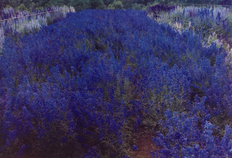 Steichen’s Delphiniums, late 1930s – un regard oblique